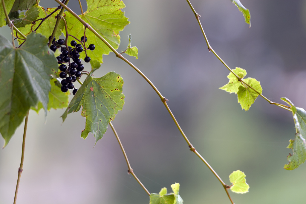 selective-focus-shot-of-grape-on-branches.jpg